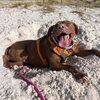 brownbeachdog